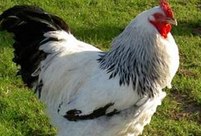 دجاج (الكفيل) الأمان الأكيد الشرعي والطبي 