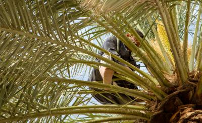 حملةُ تنظيفٍ وإدامة لنُخيلات ما بين الحرمَيْن الشريفَيْن تزامناً مع الزيارة الشعبانيّة