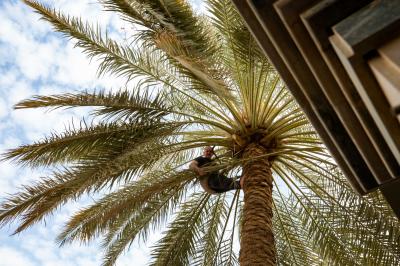 حملةُ تنظيفٍ وإدامة لنُخيلات ما بين الحرمَيْن الشريفَيْن تزامناً مع الزيارة الشعبانيّة