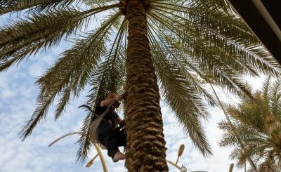 حملةُ تنظيفٍ وإدامة لنُخيلات ما بين الحرمَيْن الشريفَيْن تزامناً مع الزيارة الشعبانيّة