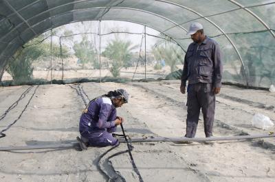 قسم الحزام الأخضر الجنوبي يشرع بتأهيل مشروع البيوت البلاستيكية لإنتاج المحاصيل الخضرية العضوية