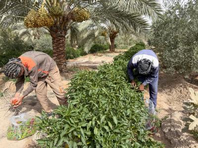 ملاكات الحزام الأخضر الجنوبي تشرع بجني التمور والمحاصيل الخضرية من واحاته