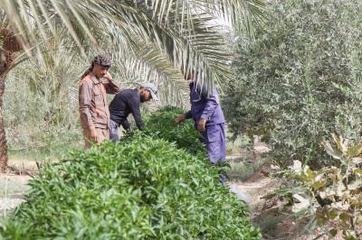ملاكات الحزام الأخضر الجنوبي تشرع بجني التمور والمحاصيل الخضرية من واحاته
