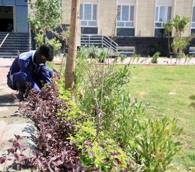 لزيادة المساحات الخضراء.. قسم الحزام الأخضر الثاني يشرع بحملة تشجير في جامعة العميد