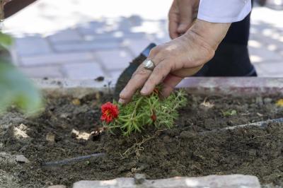 نبضٌ في الأرض وأثرٌ في الوجدان: جامعة العميد تترجم نهج العتبة العباسية في يوم البيئة العالمي