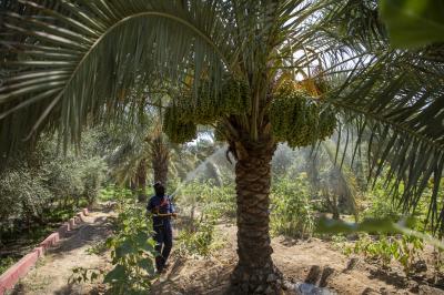 إطلاق حملة زراعية لمكافحة العناكب تستهدف نحو 7000 نخلة في واحات الحزام الأخضر الجنوبي