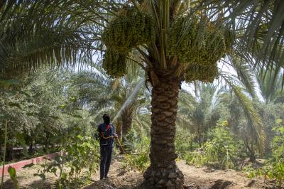 إطلاق حملة زراعية لمكافحة العناكب تستهدف نحو 7000 نخلة في واحات الحزام الأخضر الجنوبي