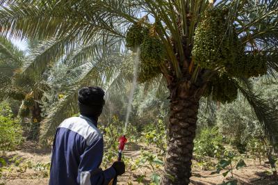 إطلاق حملة زراعية لمكافحة العناكب تستهدف نحو 7000 نخلة في واحات الحزام الأخضر الجنوبي