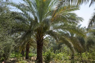 إطلاق حملة زراعية لمكافحة العناكب تستهدف نحو 7000 نخلة في واحات الحزام الأخضر الجنوبي
