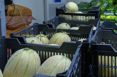 مجمع العلقمي يرفد موكبه الخدمي بأكثر من 80 طنًّا من المواد الغذائية