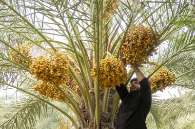 بأصناف مختلفة.. الحزام الأخضر الجنوبي الأول يباشر جني ثمار النخيل من واحاته