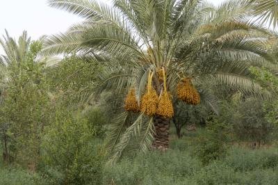 بأصناف مختلفة.. الحزام الأخضر الجنوبي الأول يباشر جني ثمار النخيل من واحاته