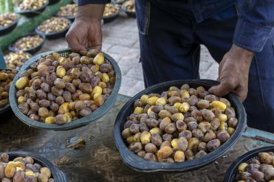 قسم الحزام الأخضر الأول يواصل جني محصول التمور