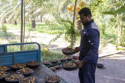 قسم الحزام الأخضر الأول يواصل جني محصول التمور