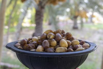 قسم الحزام الأخضر الأول يواصل جني محصول التمور