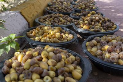قسم الحزام الأخضر الأول يواصل جني محصول التمور