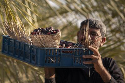 جامعة كربلاء: مشاريع العتبة العباسية المقدسة الزراعية تعزز الأمن الغذائي وتسهم في تحسين البيئة