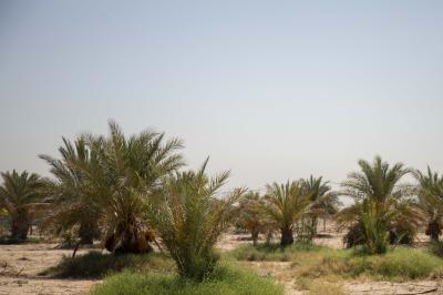  قسم شؤون المواقع الخارجية يطلع على احتياجات مزارع السدر النموذجية