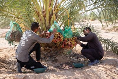 جامعة كربلاء: مشاريع العتبة العباسية المقدسة الزراعية تسهم في تشغيل الأيدي العاملة العراقية ودعم الاقتصاد المحلي