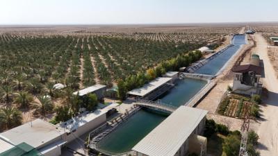 جامعة كربلاء: مشاريع العتبة العباسية المقدسة الزراعية تسهم في تشغيل الأيدي العاملة العراقية ودعم الاقتصاد المحلي