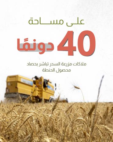 على مساحة 40 دونمًا.. ملاكات مزرعة السدر تباشر بحصاد محصول الحنطة