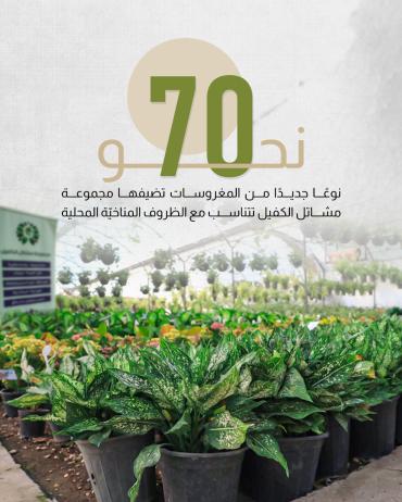 نحو 70 نوعًا جديدًا من المغروسات تضيفها مجموعة مشاتل الكفيل تتناسب مع الظروف المناخيّة المحلية