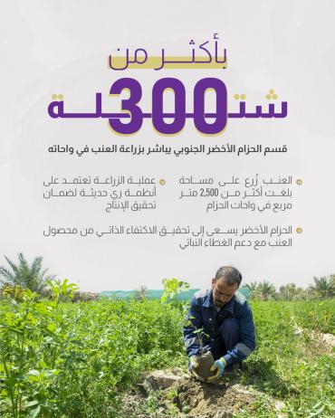 قسم الحزام الأخضر الجنوبي يباشر بزراعة العنب في واحاته