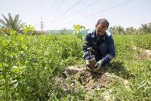 قسم الحزام الأخضر الجنوبي يباشر زراعة محصول العنب في واحاته