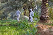 ملاكات الحزام الأخضر الجنوبي الأول تواصل أعمالها الأسبوعية الخاصة بمعالجة الأشجار