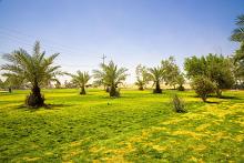 العتبة العباسية: مشروع الحزام الأخضر من المشاريع الاستراتيجية المهمة لمواجهة تحديات التغير المناخي