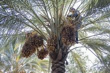 قسم الحزام الأخضر الجنوبي الأول يواصل جني التمور في واحاته