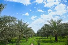الحزام الأخضر الجنوبي الأول: نمتلك نحو 32 ألف نخلة تنتج مختلف أصناف التمور