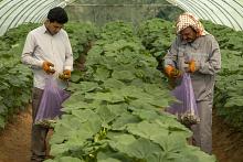 واحات الحزام الأخضر الجنوبي ترفد الأسواق المحلية بنحو 35 طنًّا من المحاصيل الزراعية شهريًّا
