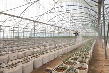 في شركة خير الجود.. طرائق وأساليب زراعية حديثة ومبتكرة