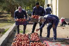 مِلاكات قسم الحزام الأخضر تُباشر بجني محصول الرمان