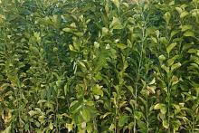 مجموعةُ مشاتل الكفيل توفر شتلاتٍ لأشجارٍ مثمرة للفلّاحين والمواطنين