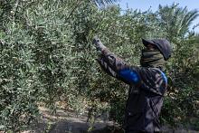 قسم الحزام الأخضر الجنوبي يباشر بالمرحلة الثانية من جني ثمار الزيتون في واحاته
