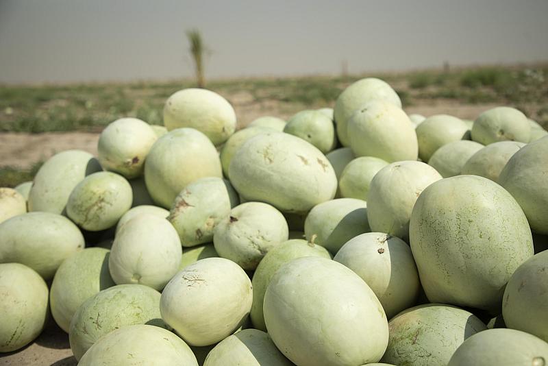 العتبة العباسية تنجح بزراعة المحاصيل القرعية في مشروع الحزام الأخضر 