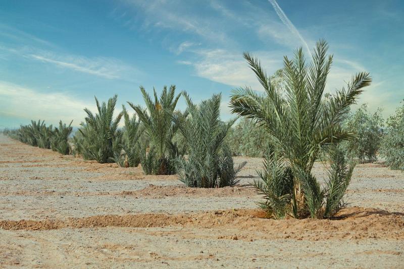 مزارعُ الساقي للنخيل: أصنافٌ نادرة تعيد الهويّة الزراعيّة الوطنيّة للبلاد