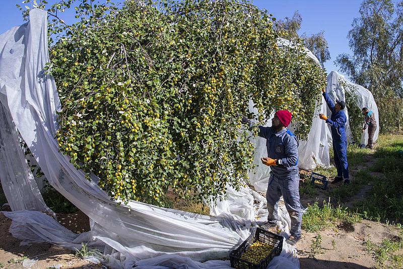 بنحو (3 أطنان) يوميًا.. ملاكات العتبة العبّاسية تباشر بجني ثمار مزرعة السدر النموذجية