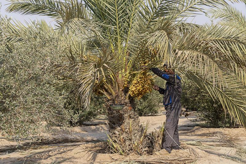 الحزام الأخضر الجنوبي الثاني يباشر جني التمور من بساتينه بأصناف مختلفة