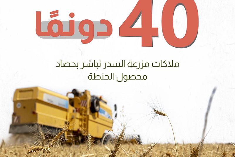على مساحة 40 دونمًا.. ملاكات مزرعة السدر تباشر بحصاد محصول الحنطة