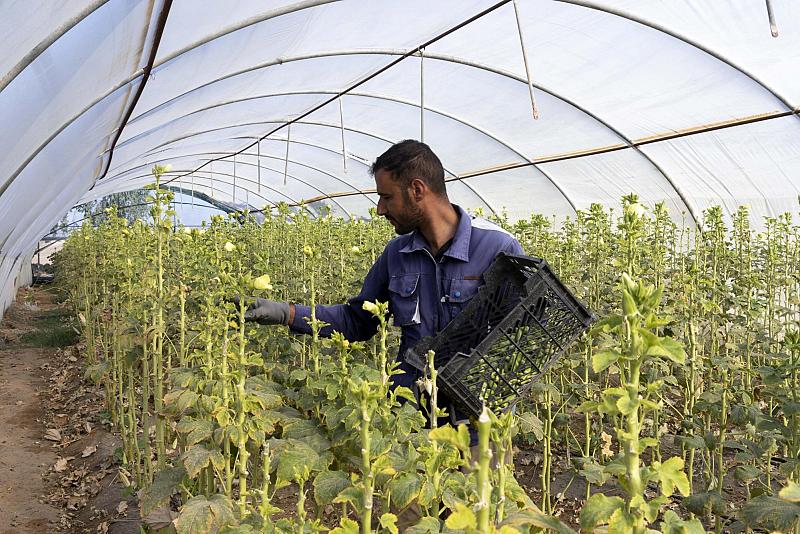 قسم الحزام الأخضر يباشر جني محصول البامية العراقية ‏
