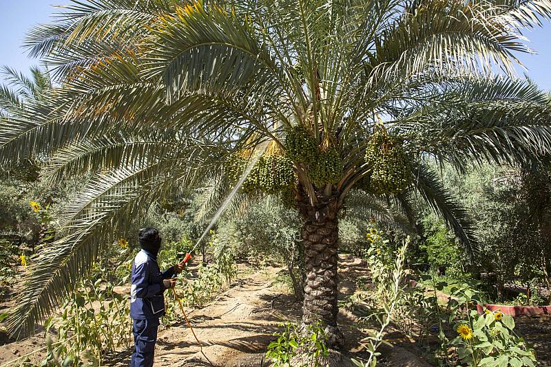 إطلاق حملة زراعية لمكافحة العناكب تستهدف نحو 7000 نخلة في واحات الحزام الأخضر الجنوبي