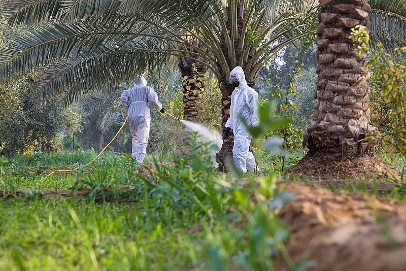 ملاكات الحزام الأخضر الجنوبي الأول تواصل أعمالها الأسبوعية الخاصة بمعالجة الأشجار