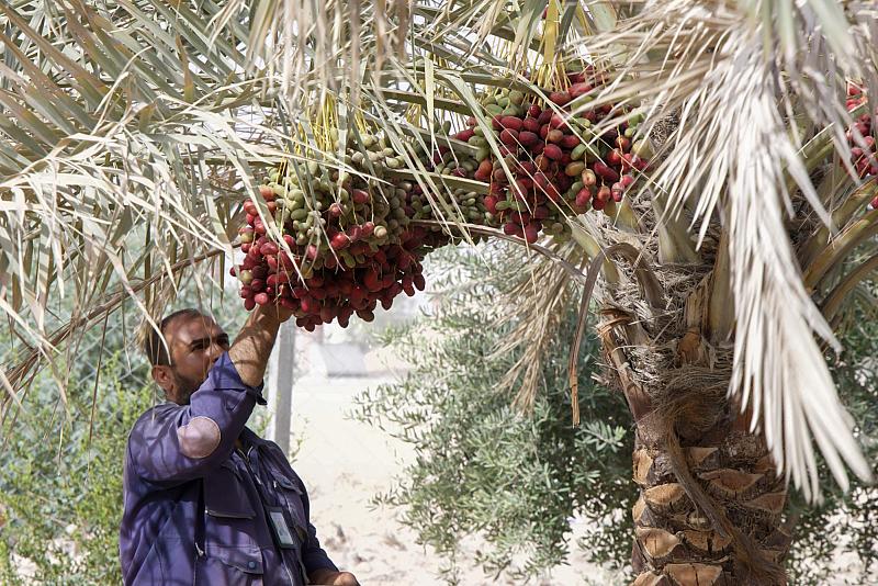 ملاكات الحزام الأخضر الجنوبي تشرع بجني التمور والمحاصيل الخضرية من واحاته