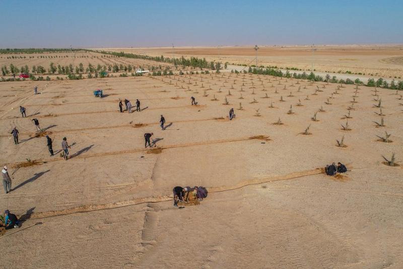 المباشرةُ بزراعة 200 دونم من فسائل النخيل النسيجيّة في مزارع الساقي