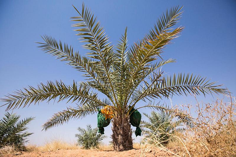 زراعة كربلاء: العتبةُ العبّاسية حقّقت نجاحاً باهراً في زراعة النخيل