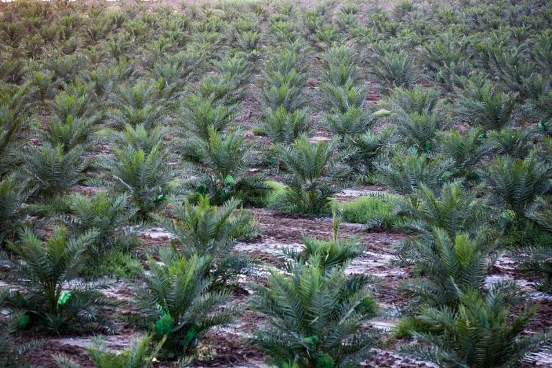 أسمدةُ ومبيداتُ شركة خير الجود تبثّ الروح في أكبر مزرعة نخيلٍ في الديوانيّة