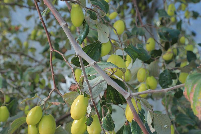 مزرعة السدر النموذجيّة ترفد الأسواق المحلّية بأصنافٍ مميّزة من ثمارها